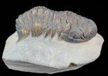 Bargain, Crotalocephalina Trilobite #58928-2